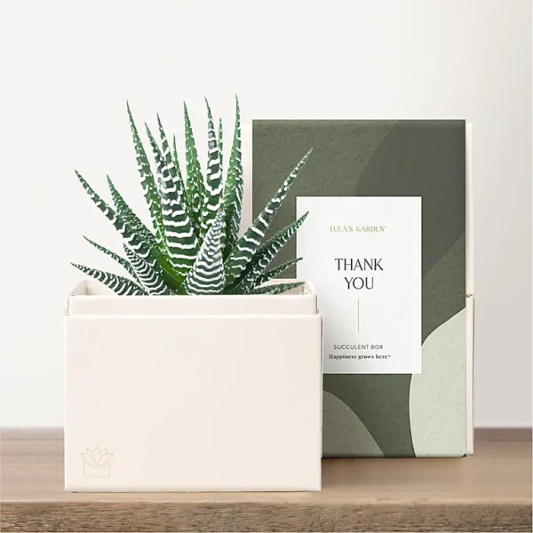 Lula's Garden - Thank You Petite Gardens