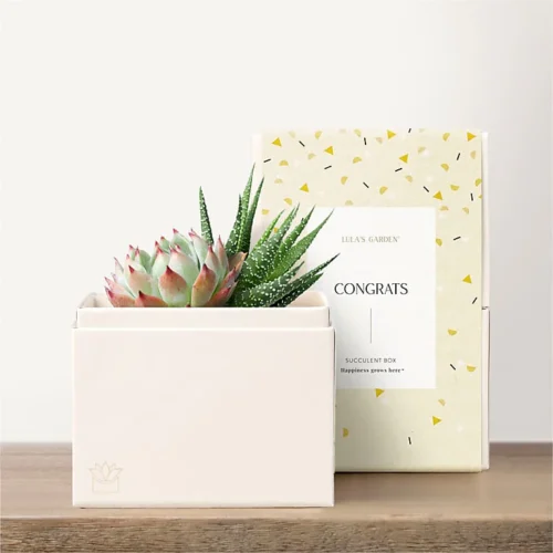Lula's Garden - Congratulations Petite Gardens