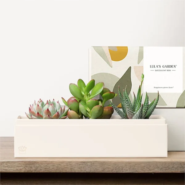 Lula's Garden - Deluxe Gardens