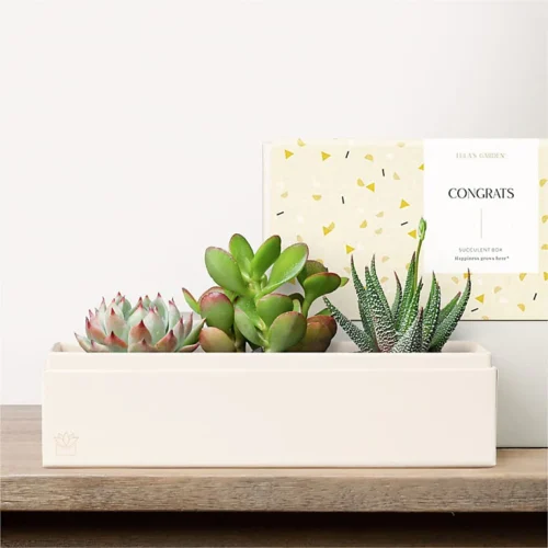 Lula's Garden - Congratulations Deluxe Gardens