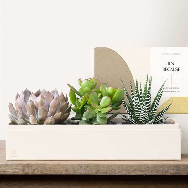 4501_LOL_preset_ftd-mx-hero-sv-new Lula's Garden - Just Because Deluxe Gardens