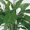 Tranquil Moments Peace Lily Plant