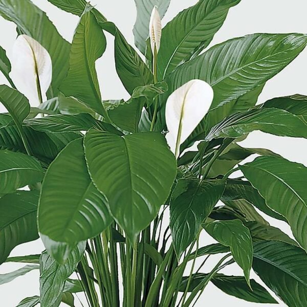 Tranquil Moments Peace Lily Plant
