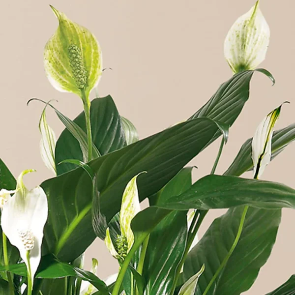 CPP_MAC_preset_ftd-mx-hero-sv-new Comfort Planter