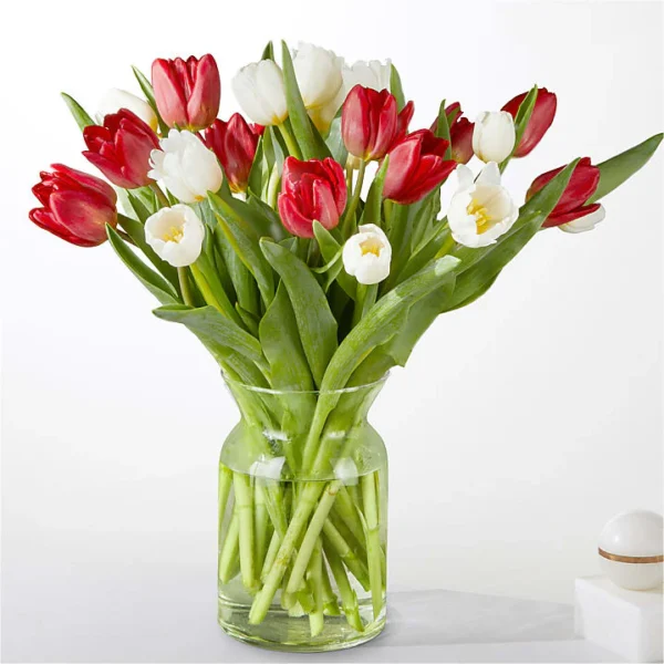 CandyCaneTulips Candy Cane Tulips