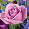 F5512E_MAC_preset_ftd-mx-hero-sv-new Twilight Glow Bouquet