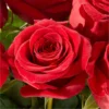 Three Dozen Long Stem Red Roses