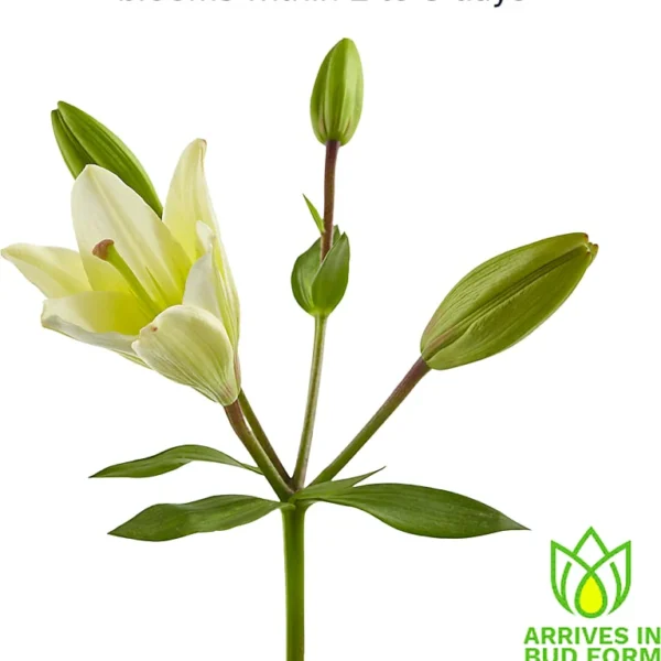 FK1002_ALT_V1_preset_ftd-mx-hero-sv-alt Lavender Fields Mixed Flower Bouquet