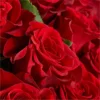 Fifty Long Stem Red Roses