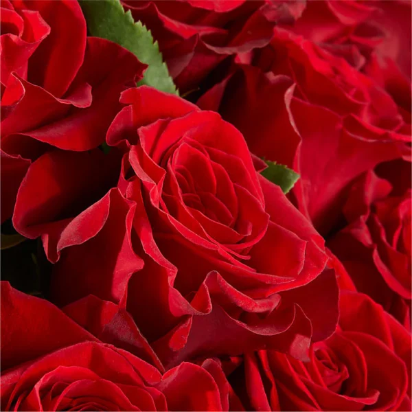 Fifty Long Stem Red Roses