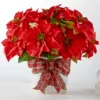 Happiest Holidays Poinsettia