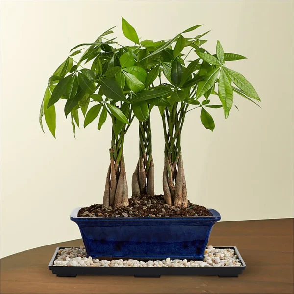 P1487_LOL_preset_ftd-mx-hero-sv-new Braided Money Tree Grove Bonsai