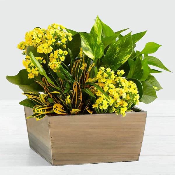 Sunshine & Joy Garden