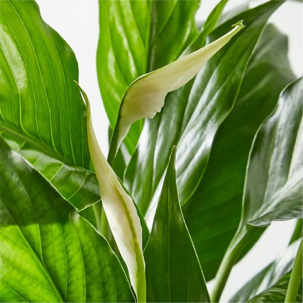 P1496_ALT_V5_preset_ftd-mx-hero-sv-alt Peaceful White Garden