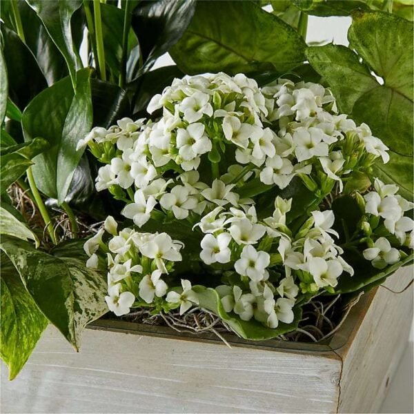 P1496_MAC_preset_ftd-mx-hero-sv-new Peaceful White Garden