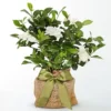P2159_LOL_preset_ftd-mx-hero-sv-new Graceful Gardenia Plant