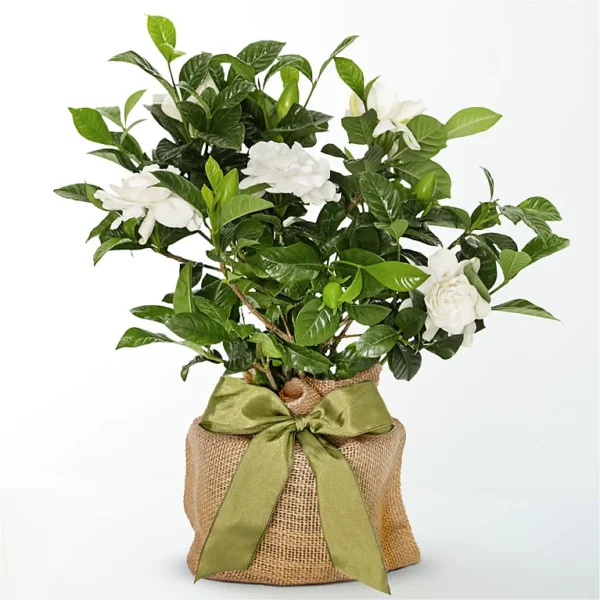 Graceful Gardenia Plant