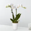 Bliss White Orchid