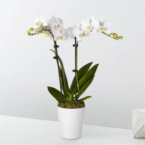 P2162_LOL_preset_ftd-mx-hero-sv-new Fiesta Bouquet