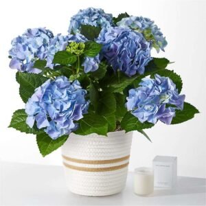 P2211CAN_LOL_preset_ftd-mx-hero-sv-new Fiesta Bouquet