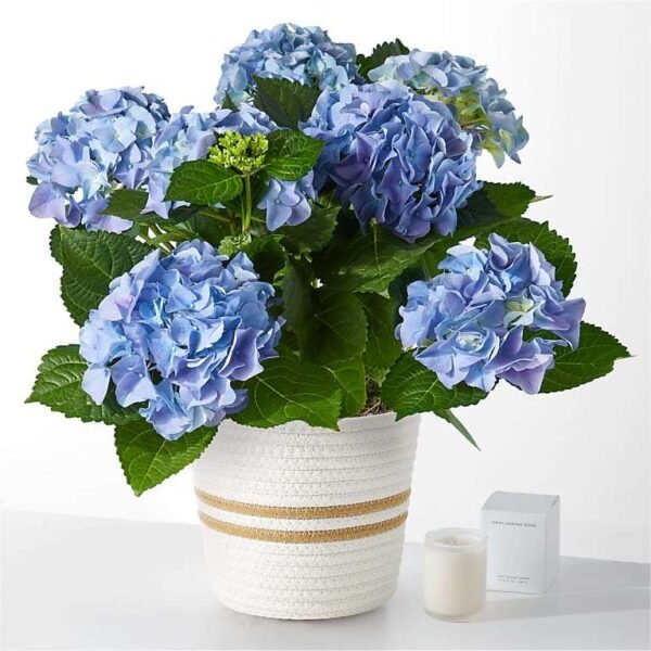 P2211CAN_LOL_preset_ftd-mx-hero-sv-new Beyond Blue Hydrangea and Smoldering Rose Gift Set