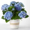 Beyond Blue Hydrangea