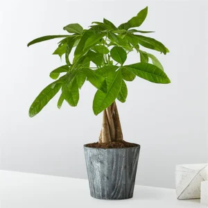 P2243_LOL_preset_ftd-mx-hero-sv-new Soiree Bouquet