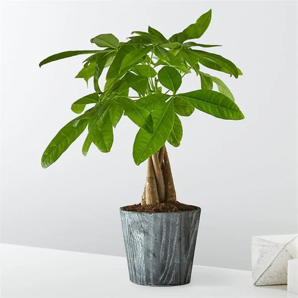 P2243_LOL_preset_ftd-mx-hero-sv-new Lucky Day Money Tree