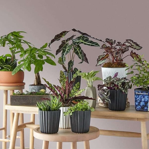 P2243_SCALE_preset_ftd-mx-hero-sv-new Lucky Day Money Tree