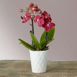 Breezy Meadows Bouquet