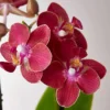 Mini Orchid