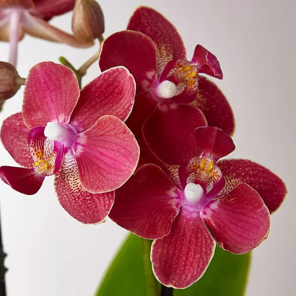 Mini Orchid