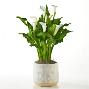 P4007_LOL_preset_ftd-mx-hero-sv-new Soiree Bouquet