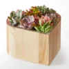 P4032_LOL_preset_ftd-mx-tile-wide-lv-new My Heart Succulent Garden