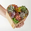 P4032_SCALE_preset_ftd-mx-hero-sv-new My Heart Succulent Garden