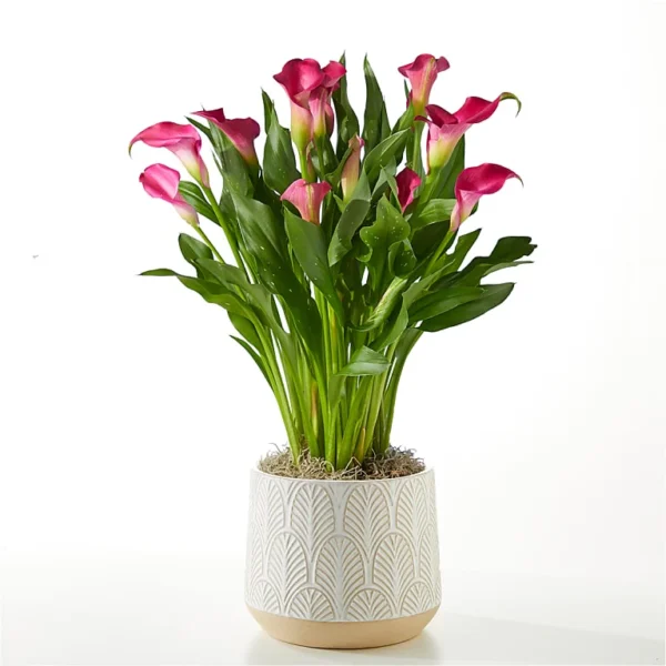 P4045_LOL_preset_ftd-mx-hero-sv-new My Darling Pink Calla Lily Plant