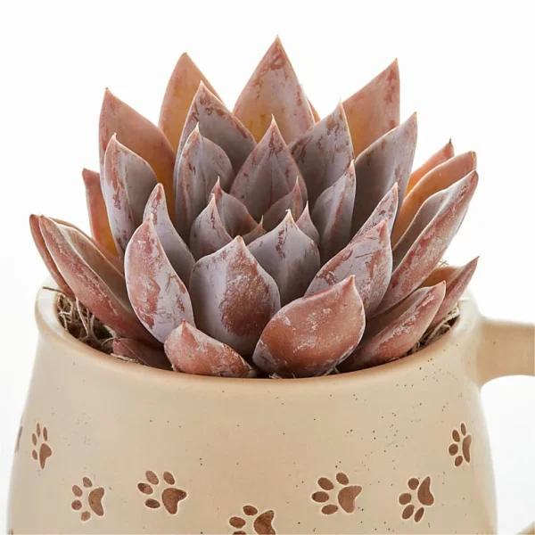 P4063WC_MAC_preset_ftd-mx-hero-sv-new Pawprint Mug with Windchime