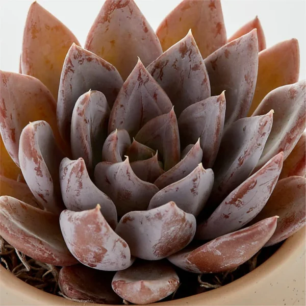 P4063WC_TOP_preset_ftd-mx-hero-sv-new Pawprint Mug with Windchime