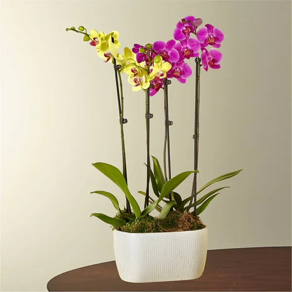 Purple & Yellow Orchid Garden