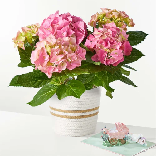 Pink Hydrangea Plant & Welcome Baby Lovepop® Pop-Up Card