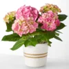 Pink Hydrangea Plant