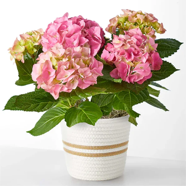 Pink Hydrangea Plant