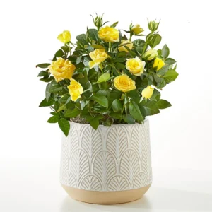 P4100_LOL_preset_ftd-mx-hero-sv-new Fiesta Bouquet