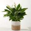 P4102_LOL_preset_ftd-mx-hero-sv-new Peace Lily Plant