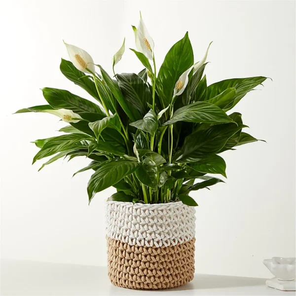 P4102_LOL_preset_ftd-mx-hero-sv-new Peace Lily Plant
