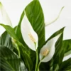 P4102_MAC_preset_ftd-mx-hero-sv-new Peace Lily Plant