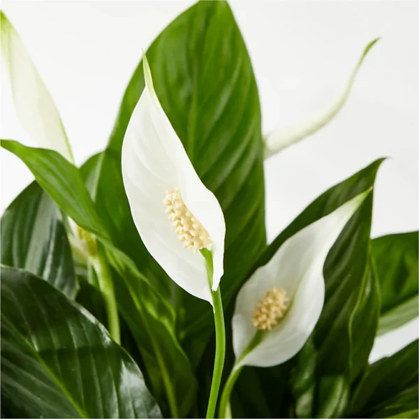 P4102_MAC_preset_ftd-mx-hero-sv-new Peace Lily Plant
