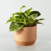 Golden Pothos