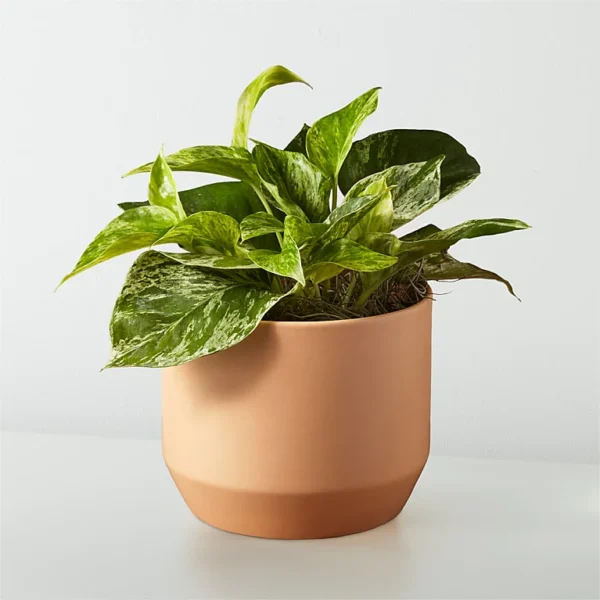 Golden Pothos