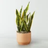 P4108_LOL_preset_ftd-mx-hero-sv-new Snake Plant